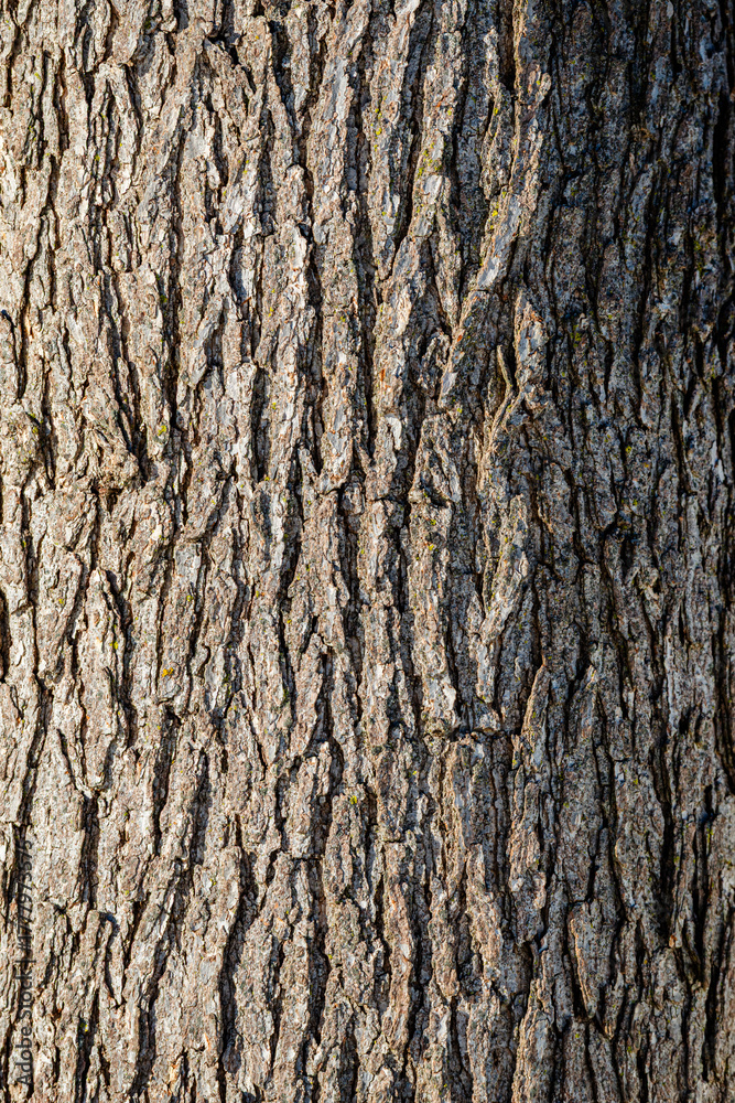 Obraz premium Tree Bark texture, close-up photo