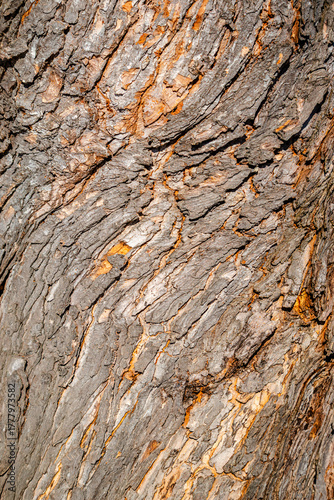 Tree Bark texture, close-up photo 