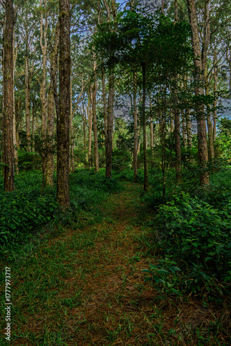 Peaceful forest path surrounded by lush green trees and foliage on a sunny day