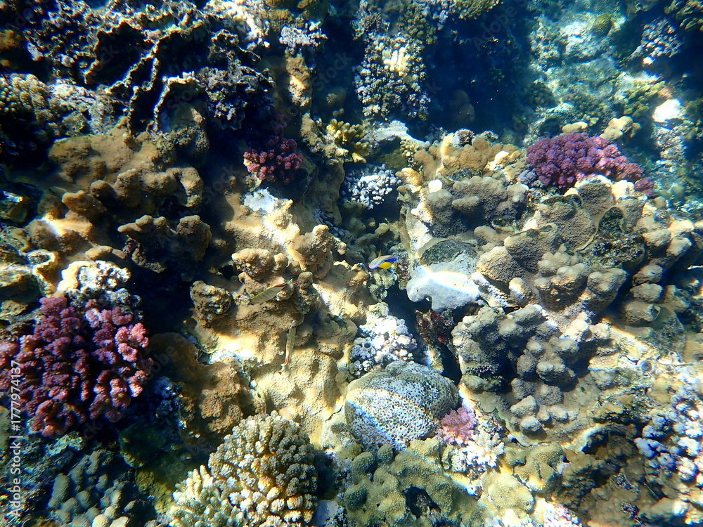 Fototapeta premium Wide shot of coral and reef inhabitants