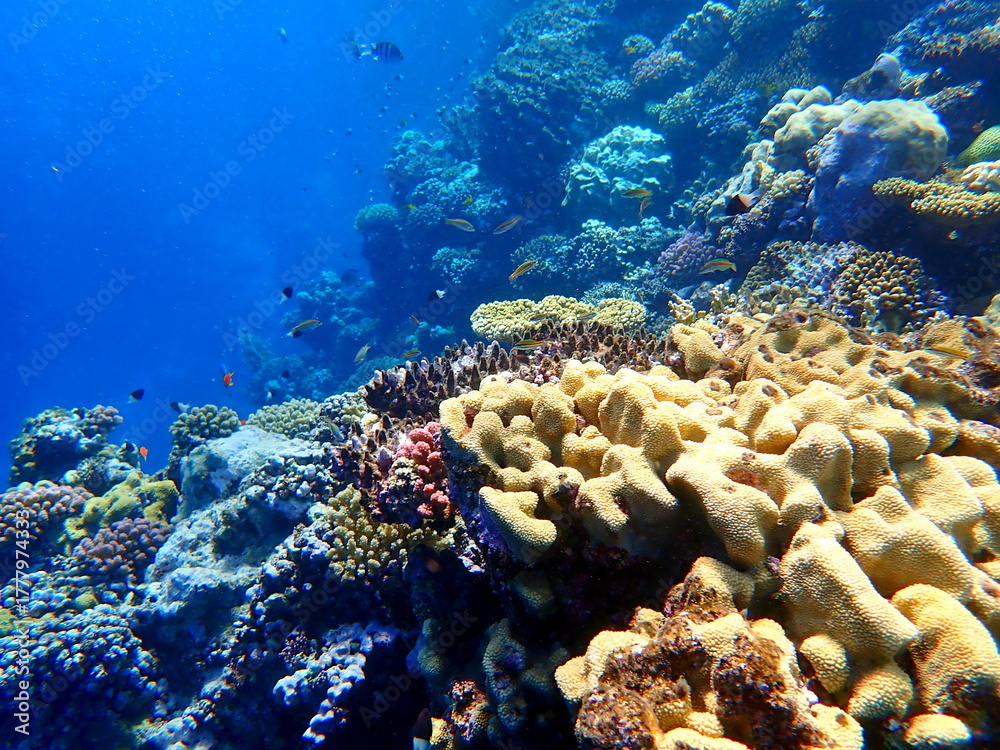 Obraz premium Wide shot of coral and reef inhabitants