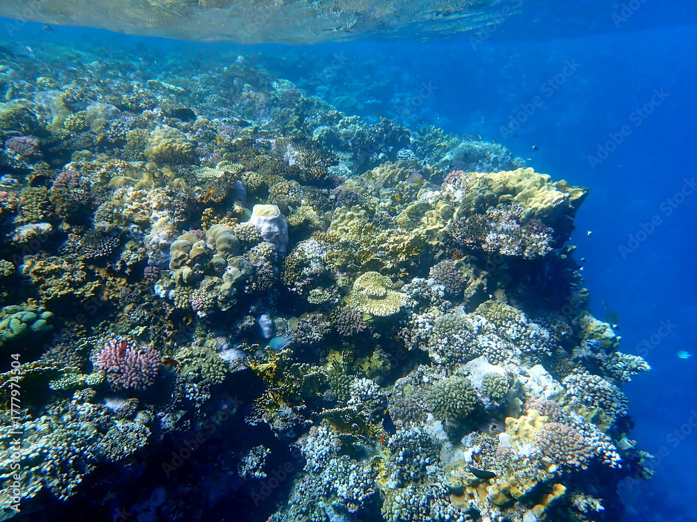 Fototapeta premium Wide shot of coral and reef inhabitants
