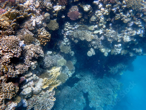 Wallpaper Mural Wide shot of coral and reef inhabitants Torontodigital.ca