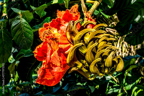 Red Flowers African Tulip Tree Haleiwa Oahu Hawaii