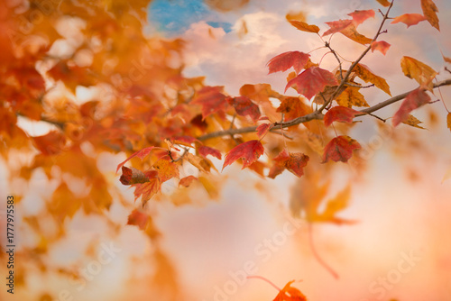 Fall leaves 