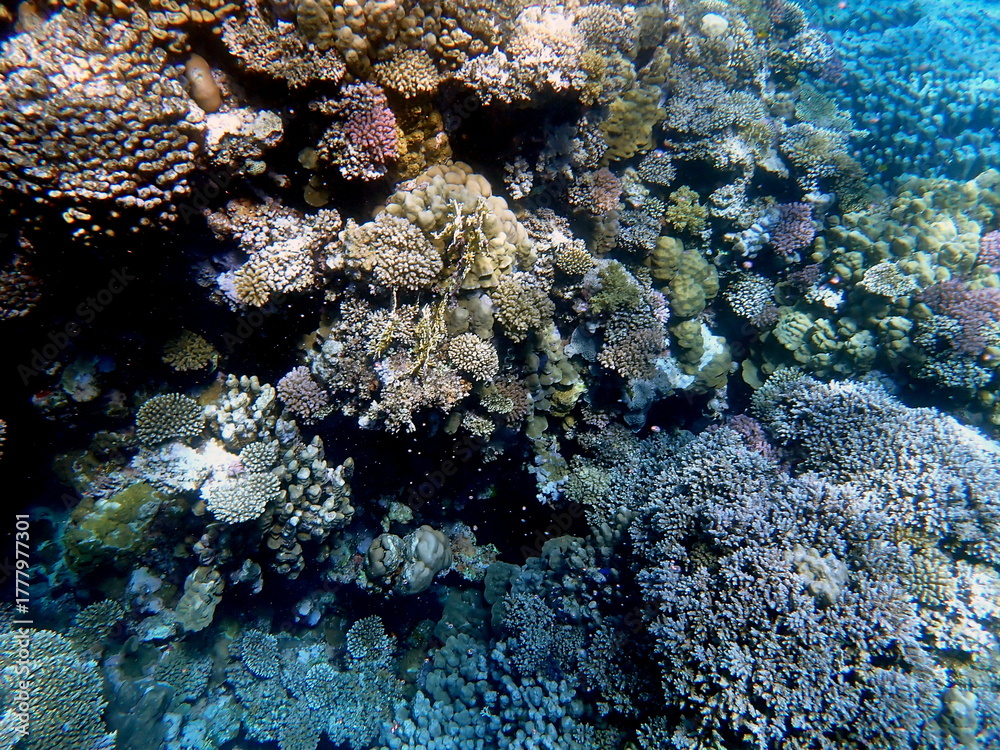 Fototapeta premium Wide shot of coral and reef inhabitants