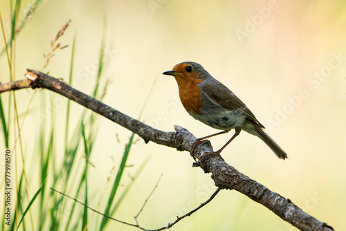 Garden Birds. Robin Erithacus rubecula sitting on a tree branch