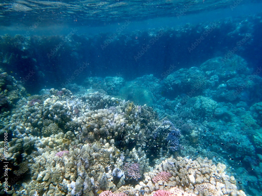 Fototapeta premium Wide shot of coral and reef inhabitants