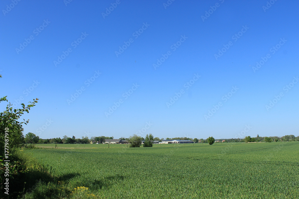 Fototapeta premium Feld, Landschaft, Horizont, Himmel