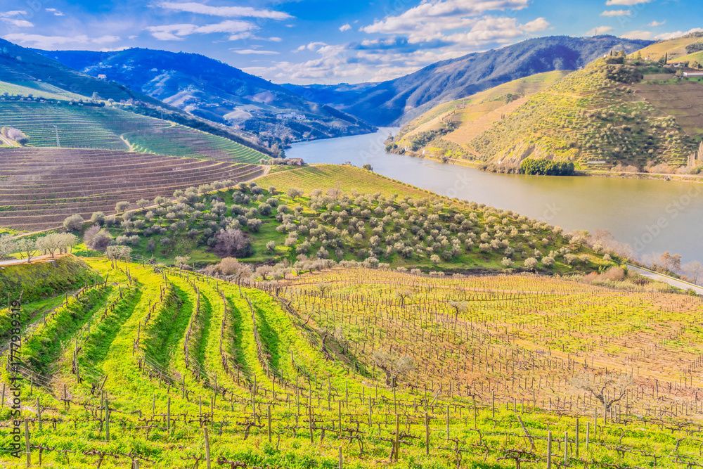 Obraz premium Douro wine valley with wineyards, Portugal, Unesco world heritage site