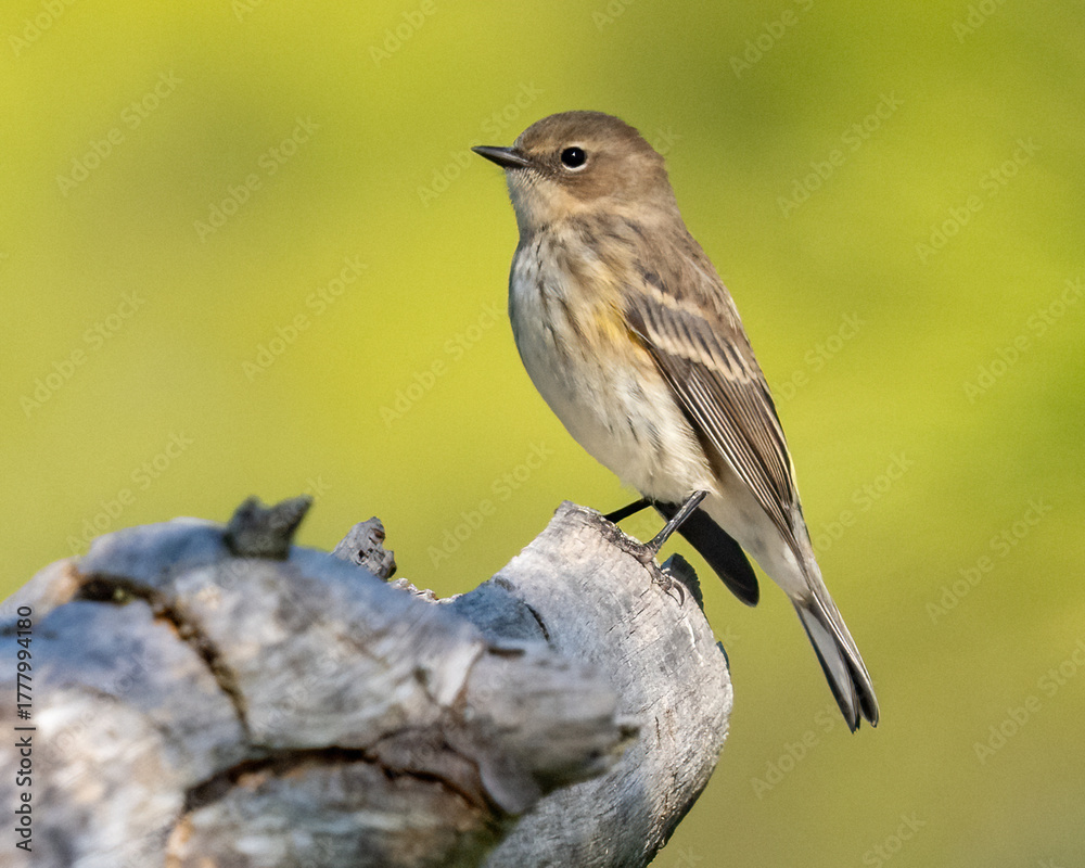 Fototapeta premium Yellow Rumped Warbler on a branch