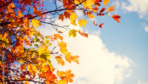 autumn leaves background
