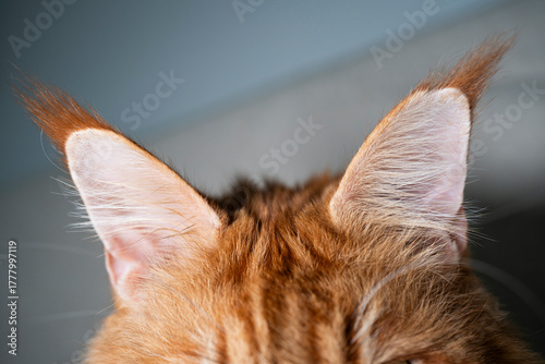 Maine Coon Cat Ears with Large Tufts – Close-up of Red Maine Coon Breed Feature