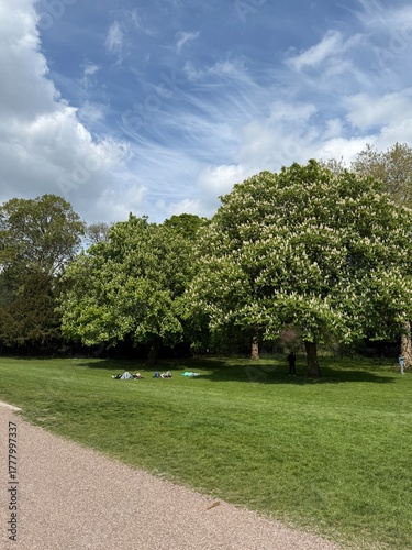 trees in the park