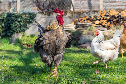 rooster and hen in the garden