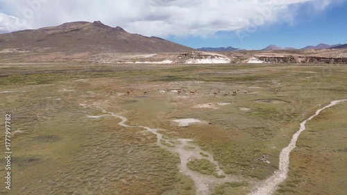 Aerial drone shot following a group of vicuñas running through the Peruvian Andes