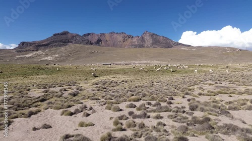 Aerial drone shot of llamas and alpacas grazing in the Peruvian Andes