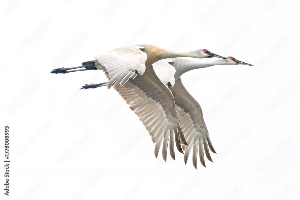 Fototapeta premium Pair of Sandhill cranes flying in perfect wing symmetry on overcast day