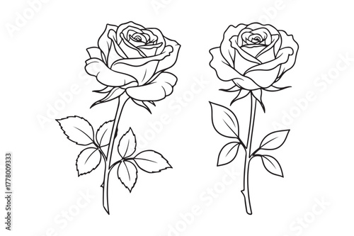 Two delicate rose illustrations with stems and leaves