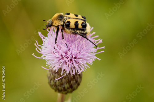 Bee beetle Trichius fasciatus on central European meadow flower