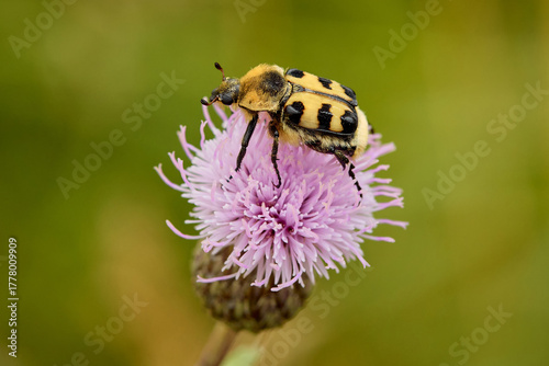Bee beetle Trichius fasciatus on central European meadow flower