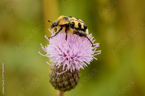 Bee beetle Trichius fasciatus on central European meadow flower