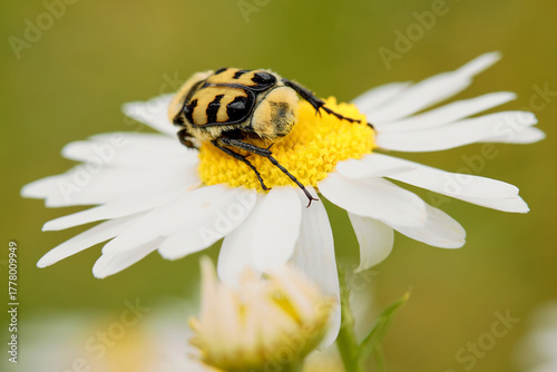 Bee beetle Trichius fasciatus on central European meadow daisy flower