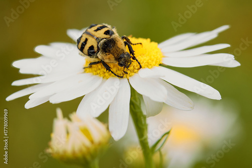 Bee beetle Trichius fasciatus on central European meadow daisy flower