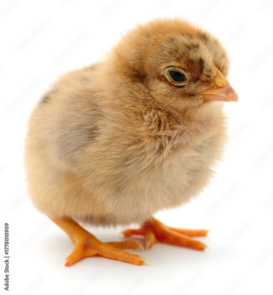 Obraz premium Baby chick isolated on white background