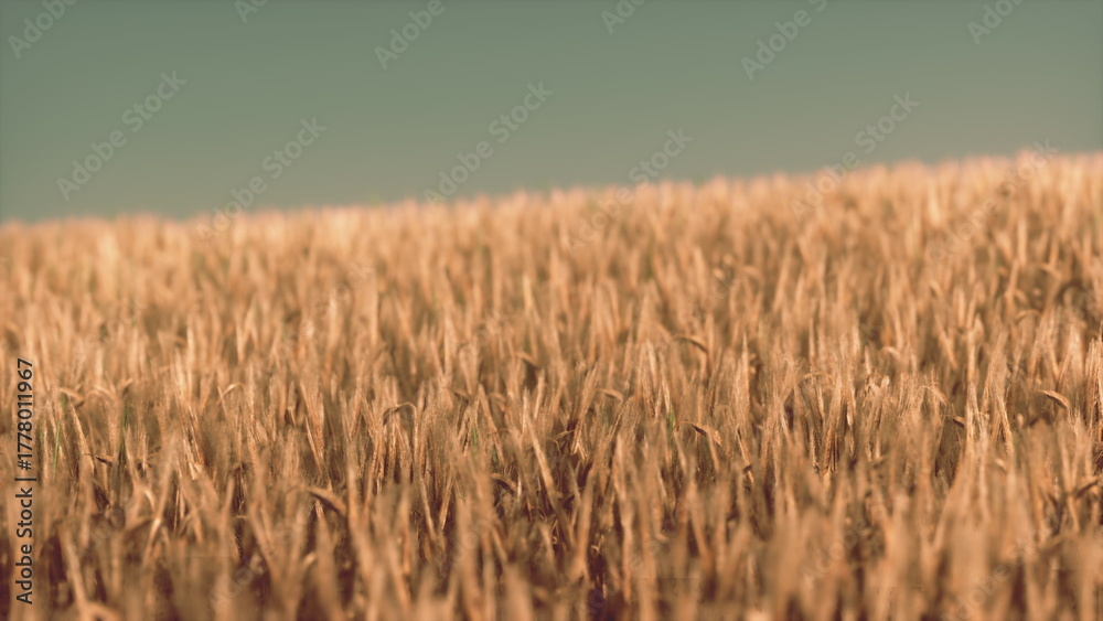 Obraz premium Vast fields of golden wheat sway softly in the wind, illuminated by the warm sunlight. A clear blue sky provides a serene backdrop to this tranquil rural landscape.