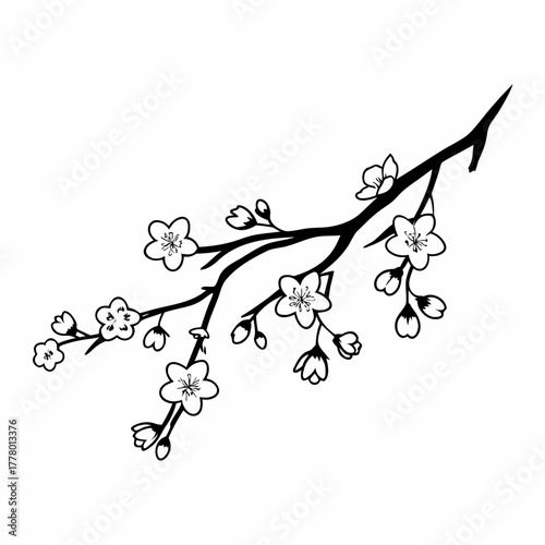 Pen Drawing of a Cherry Blossom Branch – Hand-Drawn Sakura Illustration, Floral Line Art, Botanical Sketch, Minimalist Ink Artwork on White Background”