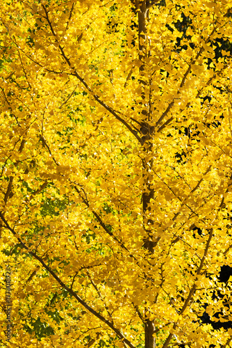 yellow autumn leaves, Ginkgo tree in the park