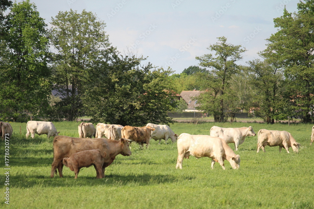 Obraz premium Mutterkuhherde auf der Weide mit Kälber
