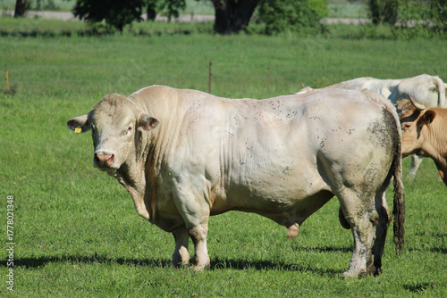 Mastbulle auf der Weide