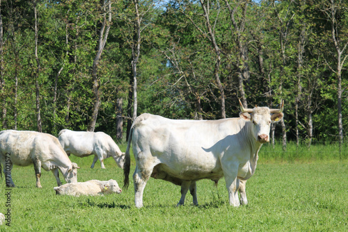 Kuh auf der Weide und Kalb