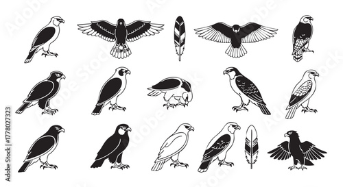 Stylized falcon vector set of six drawings in black and white