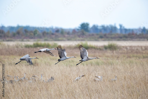 four sandhill cranes taking off over the marsh