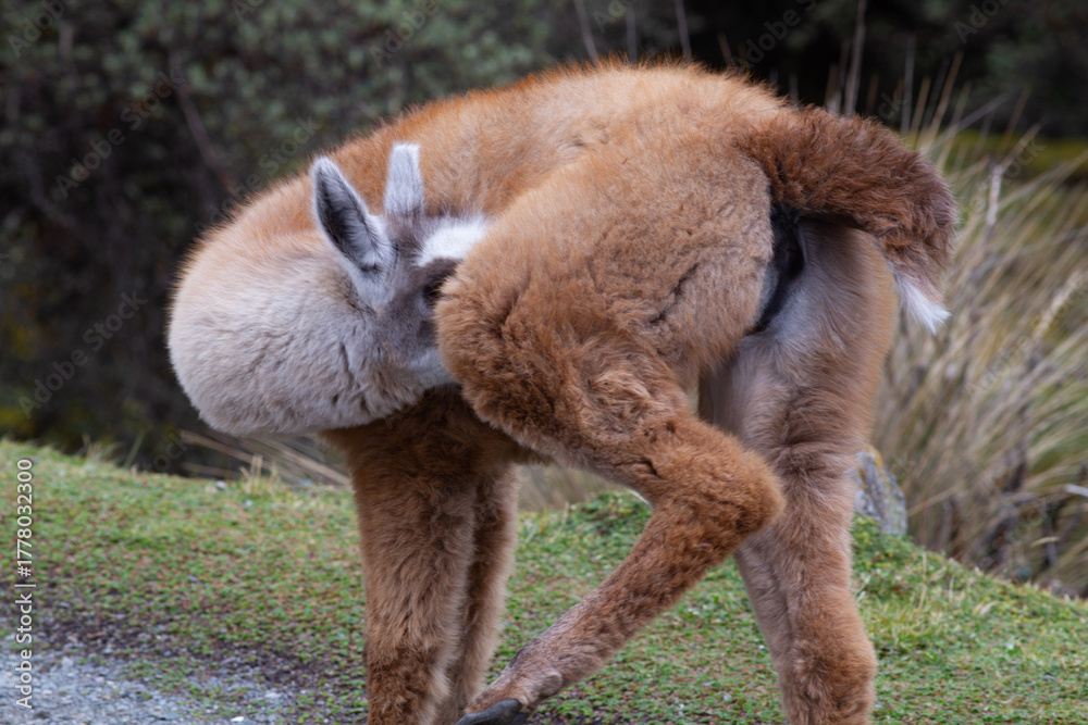 Obraz premium Cute and furry wild alpaca juvenile reaching around to lick groom and clean itself