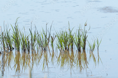 aquatic grass takes root and grows in the muddy soil in tidal shallow streams and river banks in coastal wetland marsh ecosystems with the reeds and plants providing food and habitat habitat for 