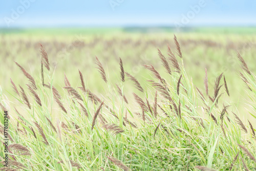 large wide open field of tall grass and reeds with dried seed pods of grain on top of stalk like grain agriculture farmland or coastal marsh and swamp wetland habitat