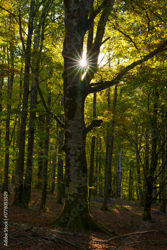 Enchanted beech forest in the Urbasa-Andia Natural Park, Navarre