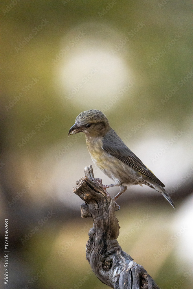 Obraz premium Common Crossbill (Loxia curvirostra) photographed in Spain