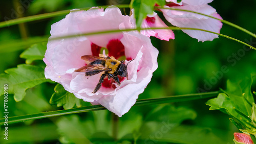 Eastern carpenter bee pollinating a pink hibiscus flower