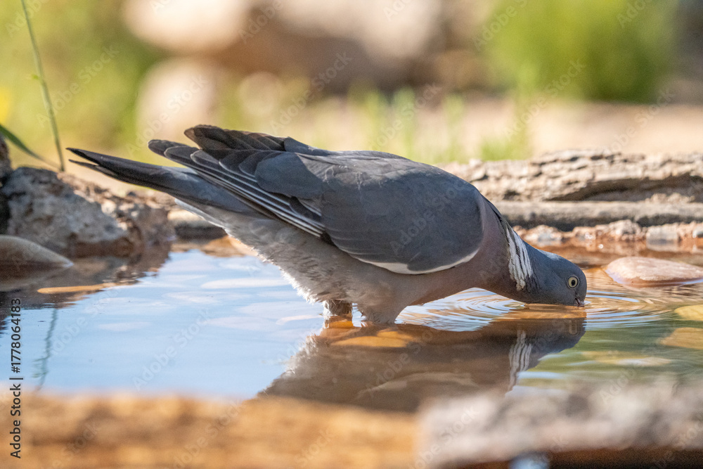 Fototapeta premium Wood pigeon (Columba palumbus) photographed in Spain
