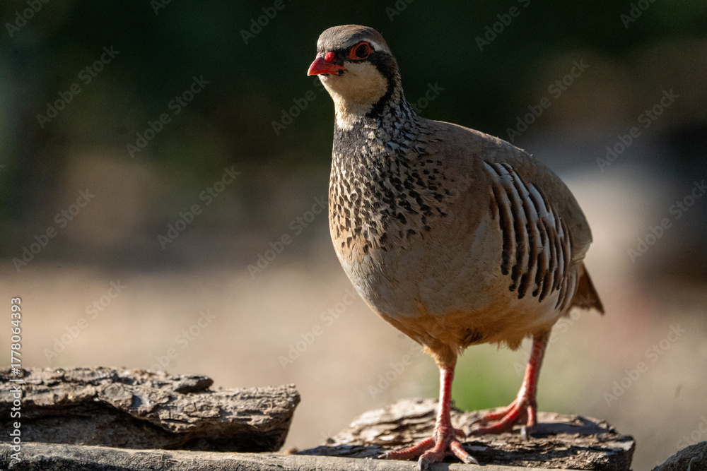 Obraz premium Red-legged partridge (Alectoris rufa) photographed in Spain
