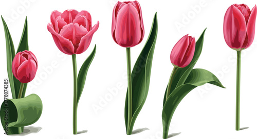 Collection of Beautiful Pink Tulips Isolated on White Background, Perfect for Spring and Floral Designs