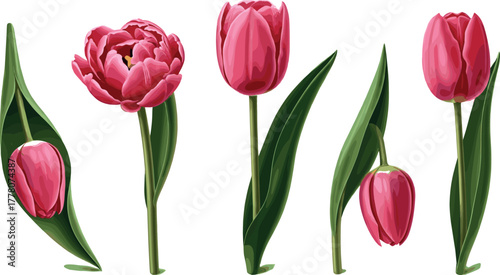 Collection of vibrant pink tulip illustrations showcasing different bloom stages and positions, perfect for spring, garden, or floral design projects