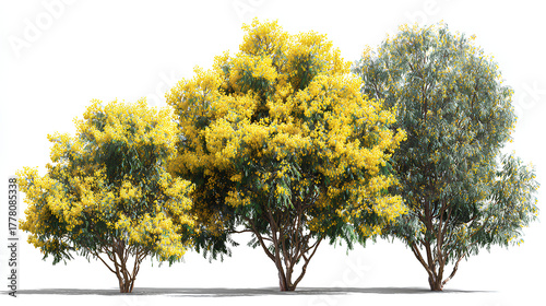 Fototapeta Naklejka Na Ścianę i Meble -  Set of Acacia podalyriifolia (pearl acacia, pearl wattle and silver wattle) blossoming frontal street spring trees medium and small isolated on a white background perfectly