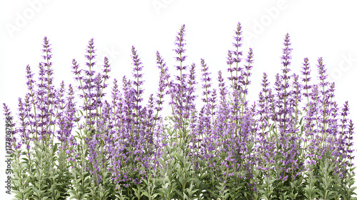 Fototapeta Naklejka Na Ścianę i Meble -  Set of Mexican bush sage (Salvia leucantha) frontal isolated on a white background perfectly cutout high resolution Stock Illustration
