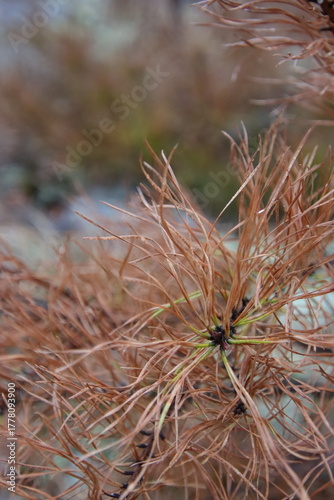 pine tree branch with orange needles
